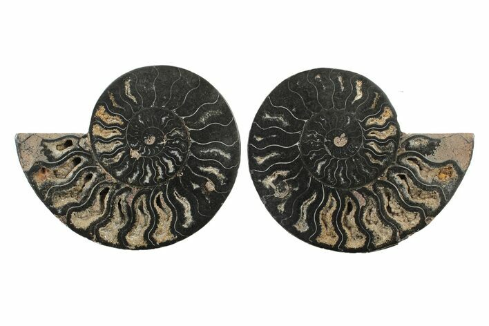 Cut & Polished Ammonite Fossil - Unusual Black Color #241508